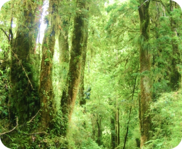 Parque Nacional Alerce Andino - Alerce milenario