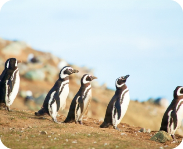Isla de Chilo&eacute; - Ancud y colonia de ping&uuml;inos